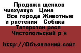 Продажа щенков чиахуахуа › Цена ­ 12 000 - Все города Животные и растения » Собаки   . Татарстан респ.,Чистопольский р-н